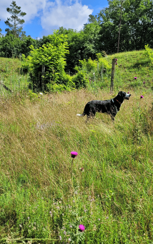 Jakobswege in Ungarn - Tag 4 - schattige Buchenwälder