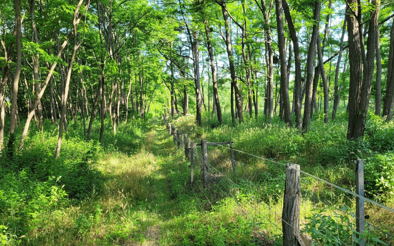 Jakobsweg in Ungarn - Tag 5 - Wieder im Wald