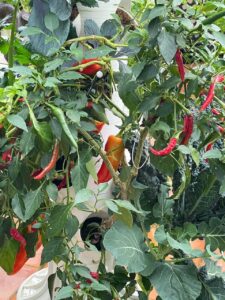 Paprika und Peperoni am greenyGARDEN MASTER, besser als jede Obst und Gemüsebox